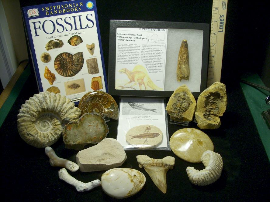 real fossil kit
