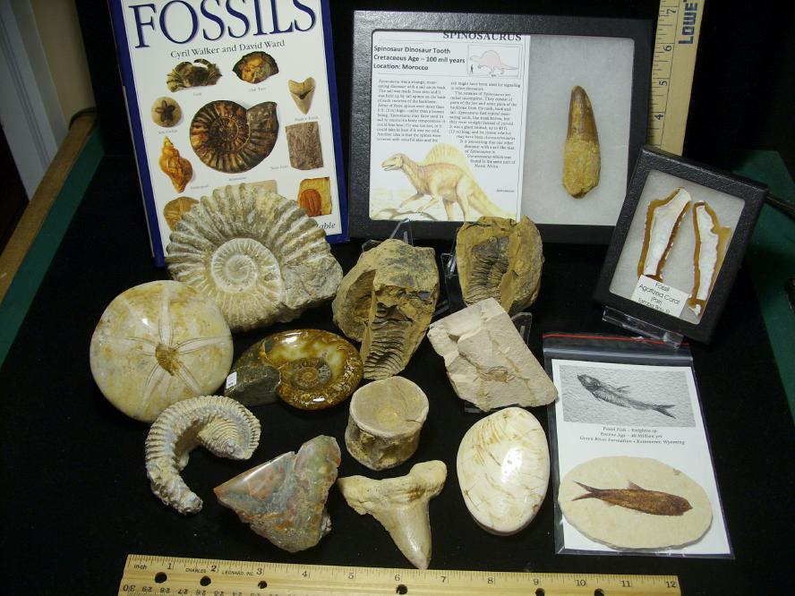 real fossil kit