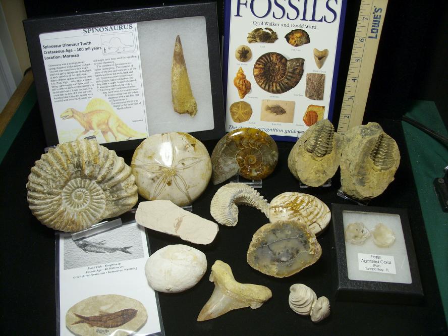 real fossil kit