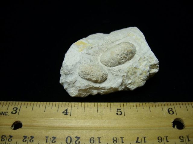 Double Fossilized Snake Eggs (052820f)
