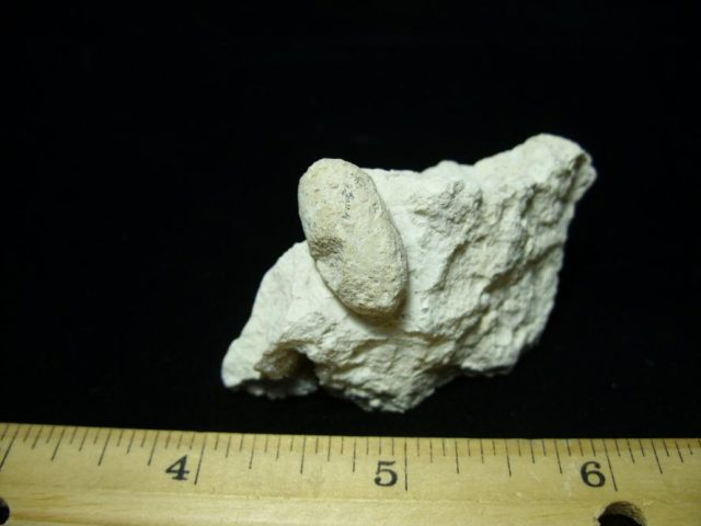 Fossilized Snake Egg (052820g)