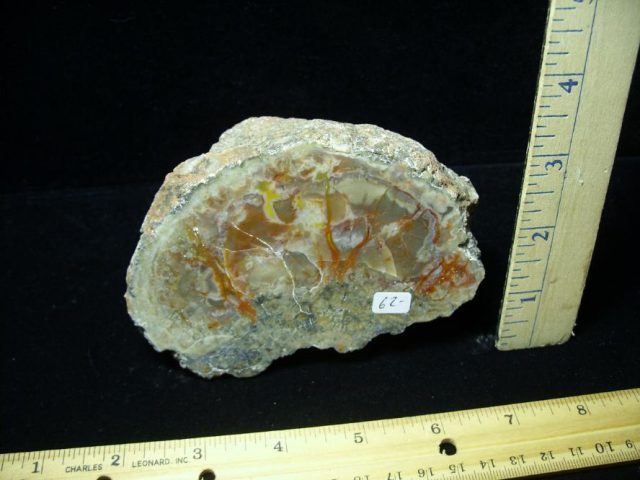 Dinosaur Coprolite  (Poop) (052820m)