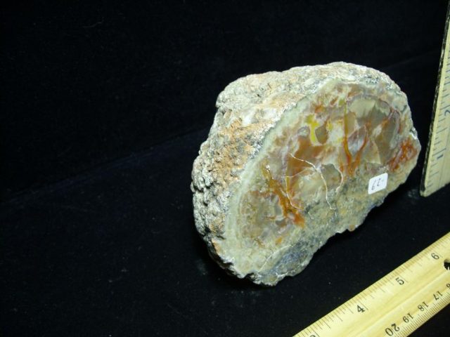 Dinosaur Coprolite  (Poop) (052820m) - Image 2