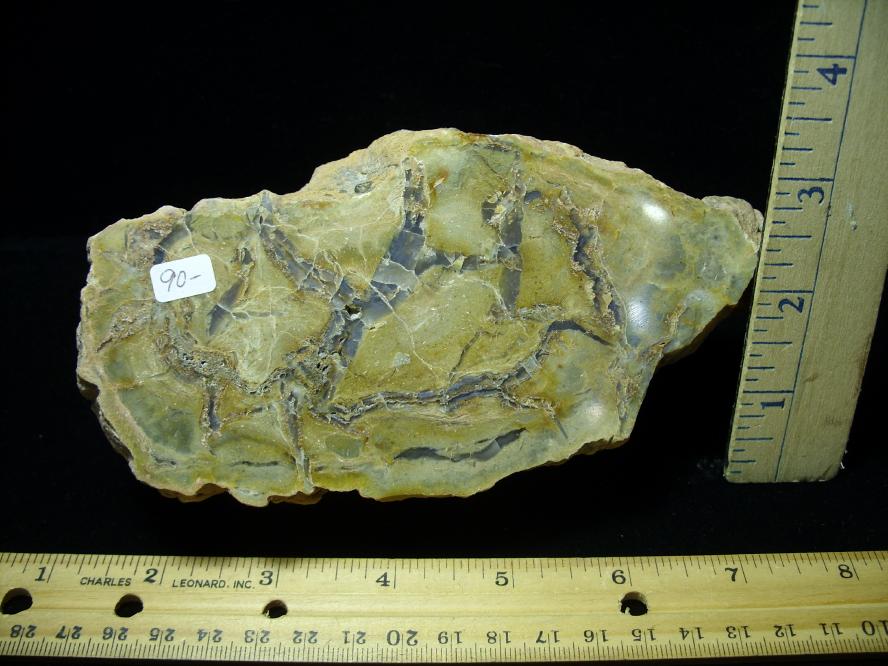 coprolites fossils examples