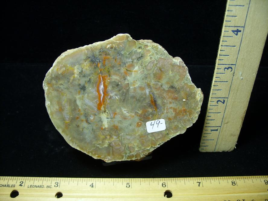coprolite fossilized dinosaur poop