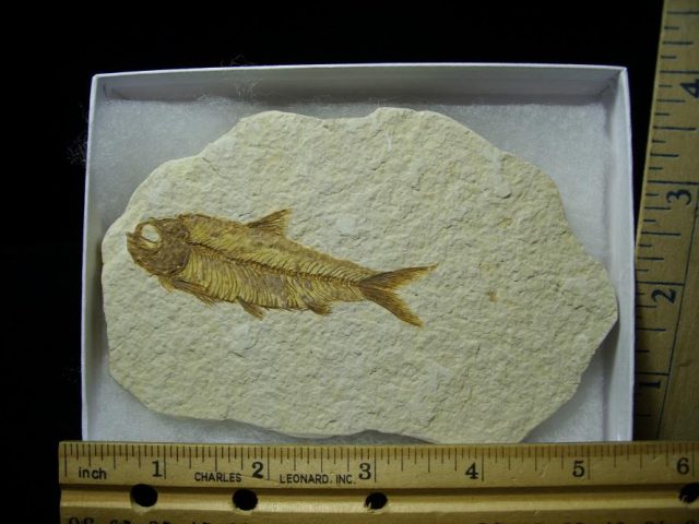 Fossilized “Green River”  Fish  (052920f)
