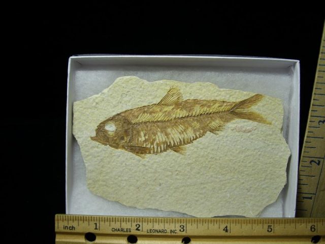 Fossilized “Green River”  Fish  (052920g)