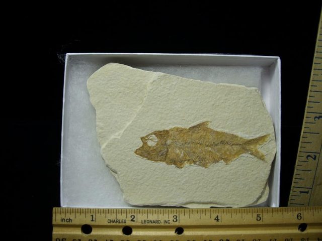 Fossilized “Green River”  Fish  (052920h)