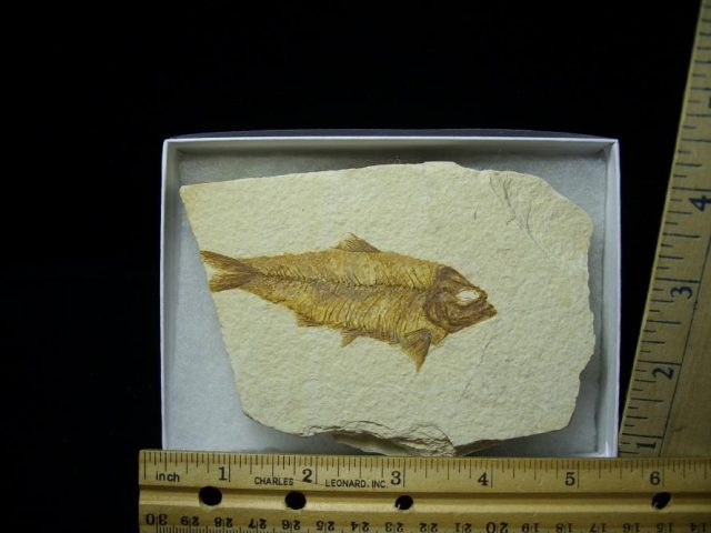 Fossilized “Green River”  Fish  (052920k)