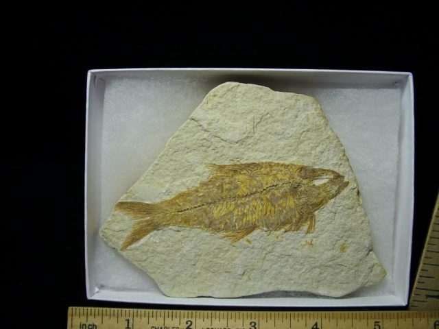 Fossilized “Green River”  Fish  (052920m)