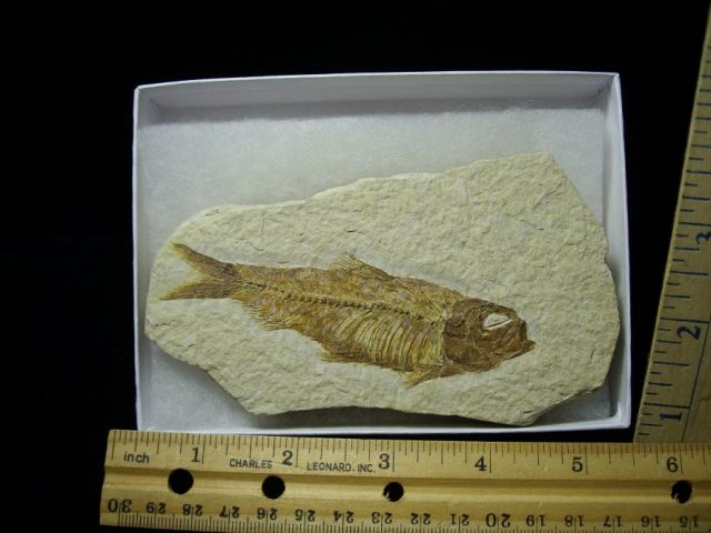 Fossilized “Green River”  Fish  (052920p)