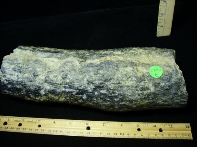 Stigmaria Fossil Root Section (052020c)