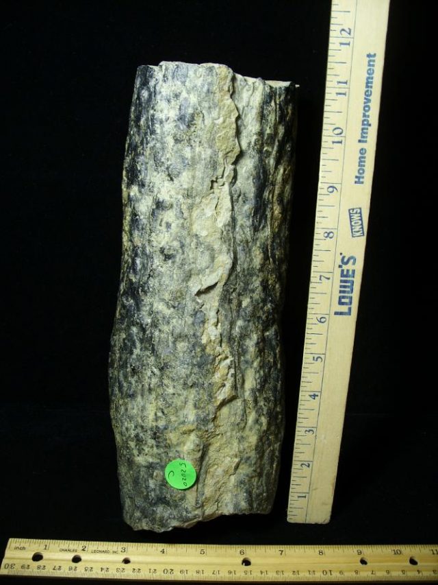 Stigmaria Fossil Root Section (052020c) - Image 2