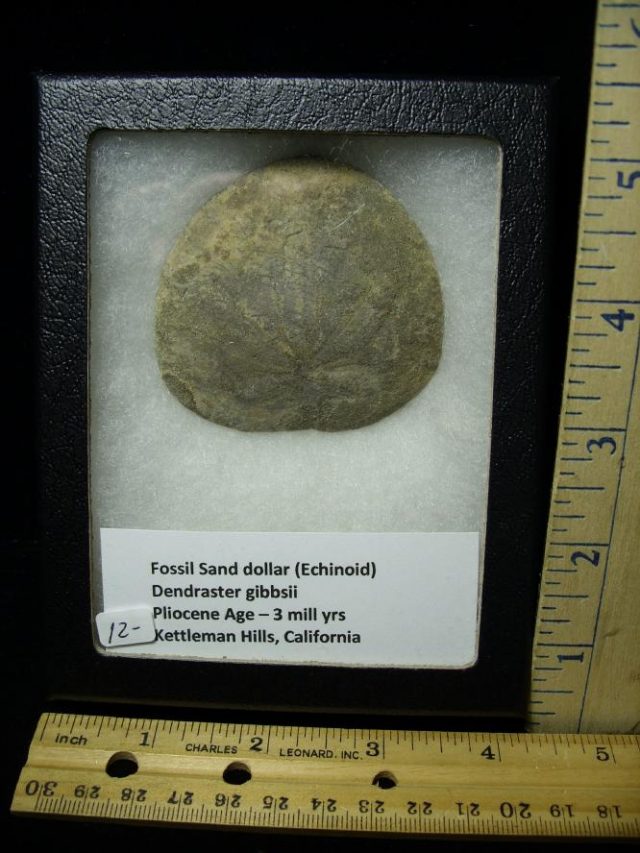 Fossil  Echinoid / Sand Dollar (060520d)