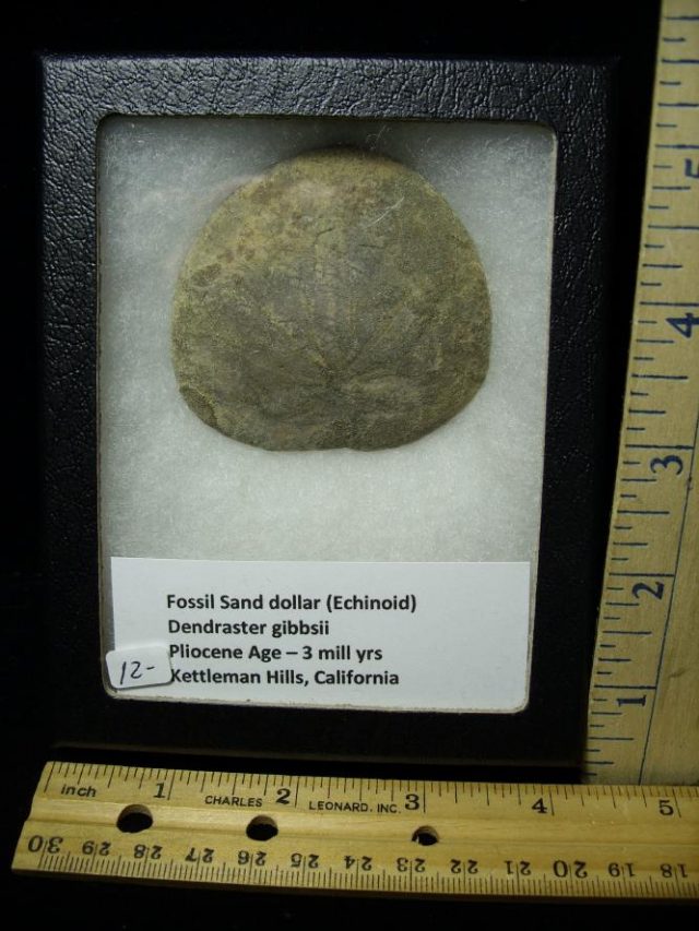 Fossil  Echinoid / Sand Dollar (060520d) - Image 2