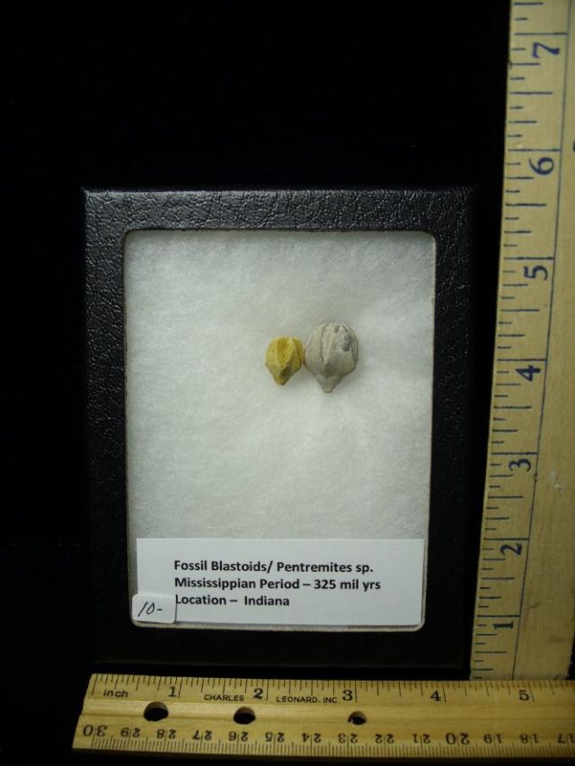 Fossil  Blastoids & Pentremites (060520e)