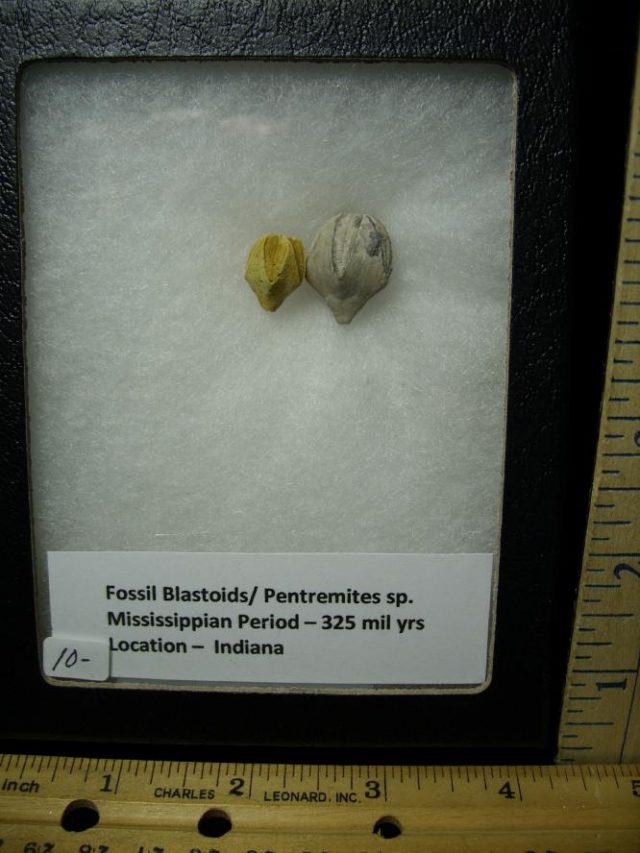 Fossil  Blastoids & Pentremites (060520e) - Image 2