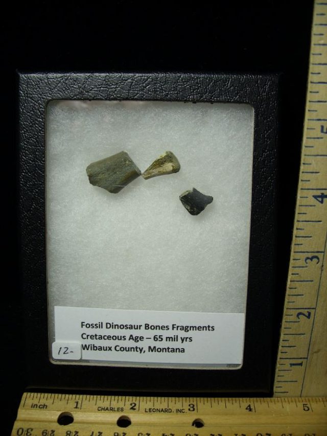Fossil  Dinosaur Bone Fragments (060520f)