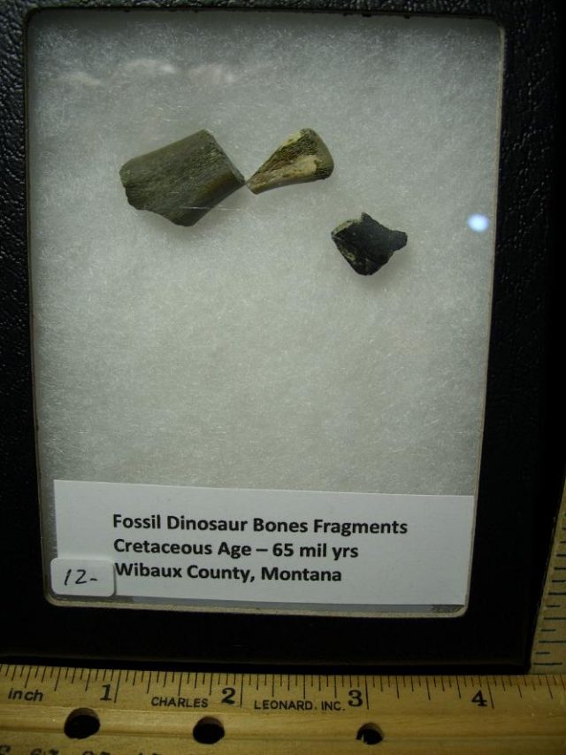 Fossil  Dinosaur Bone Fragments (060520f) - Image 2