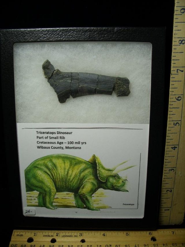 Triceratops Dinosaur Rib-Bone Fragment (060520g)