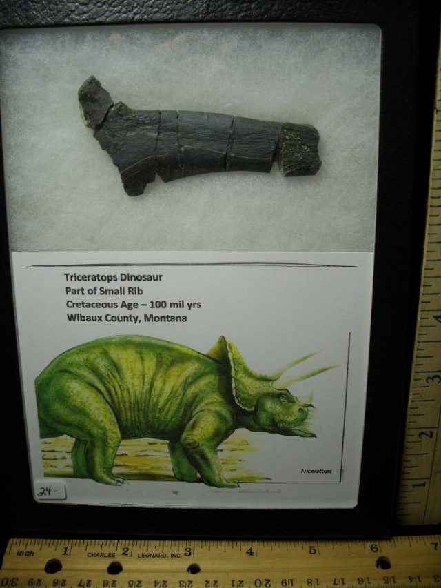 Triceratops Dinosaur Rib-Bone Fragment (060520g) - Image 2
