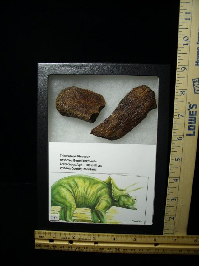 Triceratops Dinosaur Bone Fragments (060520r)
