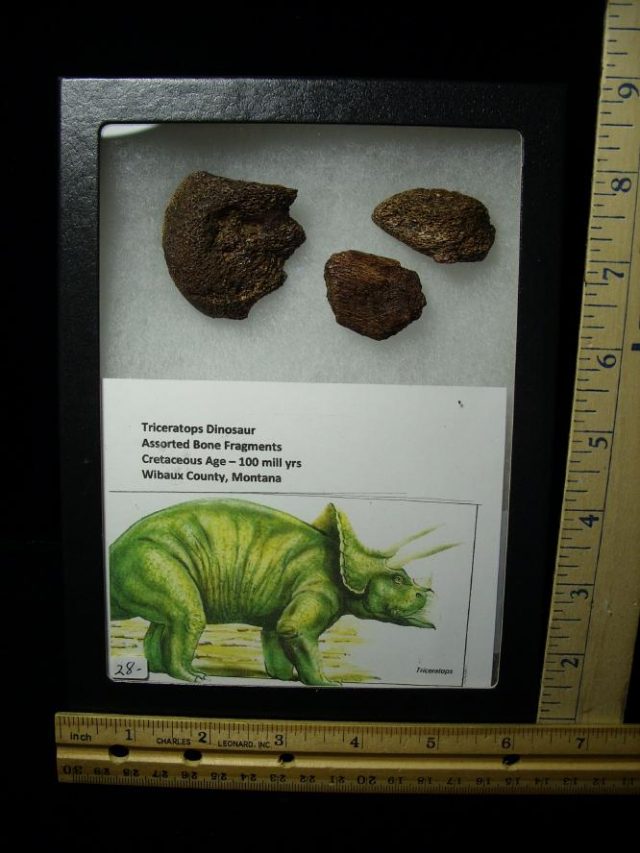 Triceratops Dinosaur Bone Fragments (060520s) - Image 2