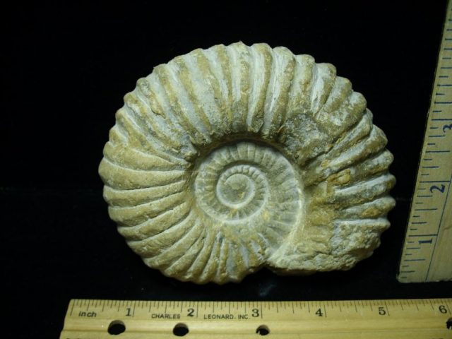 Large Natural Ammonite (063020n)