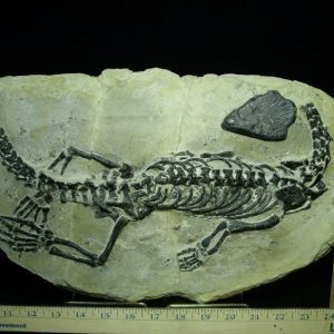 Dinosaurs & Reptiles Fossils