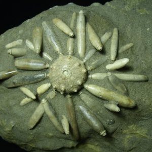 ECHINOIDS / SEA URCHINS