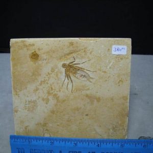 Fossil Insects