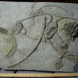 Crinoid Fossils For Sale