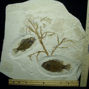 Fossil Fish For Sale