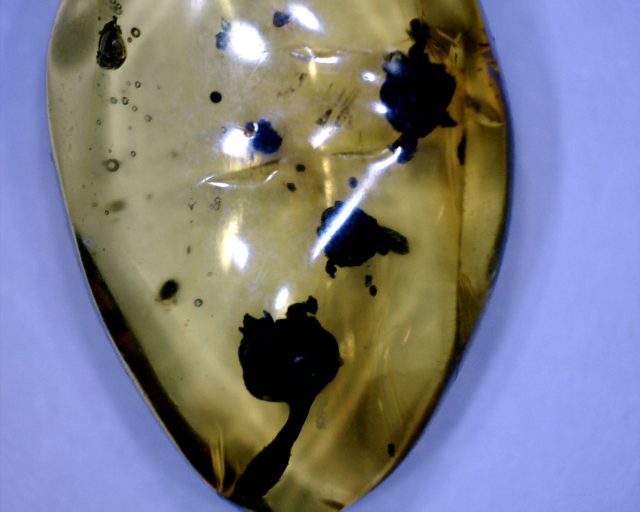Dominican Amber Specimen with Flowers (071020b)