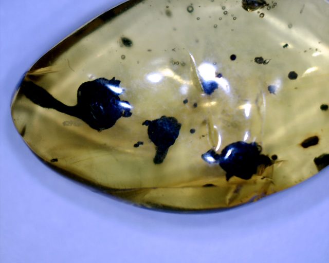 Dominican Amber Specimen with Flowers (071020b) - Image 2