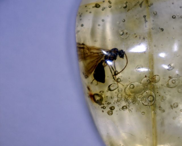 Dominican Amber Specimen with Ants & Water Bubbles(071020d) - Image 2