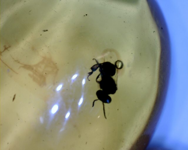 Dominican Amber Specimen with Bee (071020g)