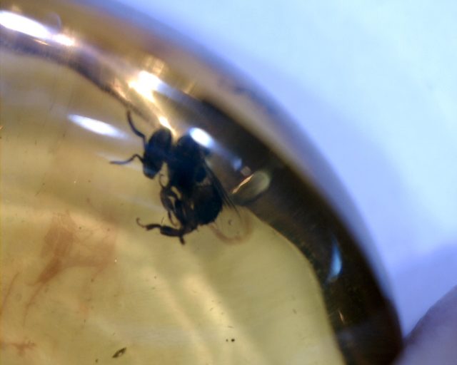 Dominican Amber Specimen with Bee (071020g) - Image 2