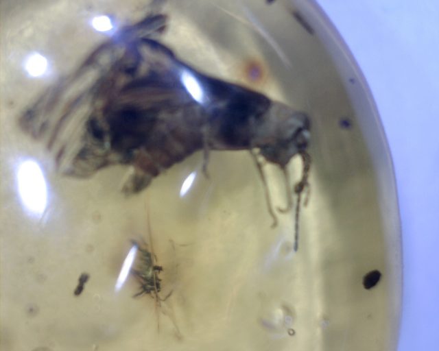 Dominican Amber Specimen with Firefly (071020f)