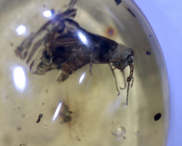 Dominican Amber Specimen with Firefly (071020f) - Image 2