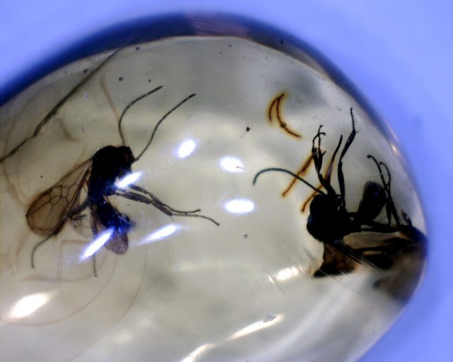 Dominican Amber Specimen with Winged Ants (071020j)