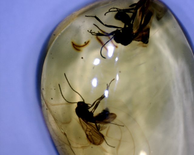 Dominican Amber Specimen with Winged Ants (071020j) - Image 2