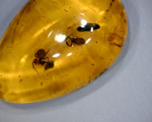 Amber Specimen with Pseudoscorpion & Spider (071020m)