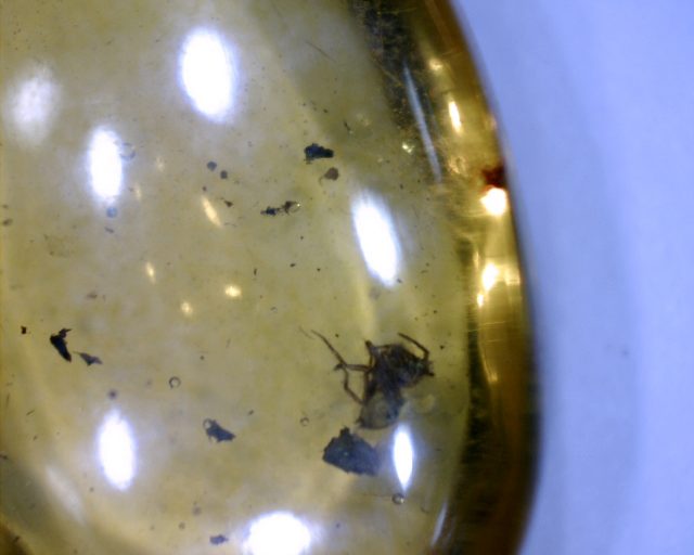 Dominican Amber Specimen with Spider (071020n)