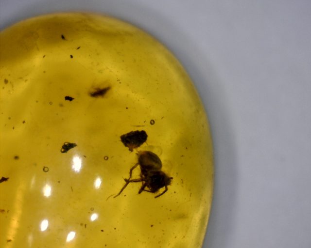 Dominican Amber Specimen with Spider (071020n) - Image 2