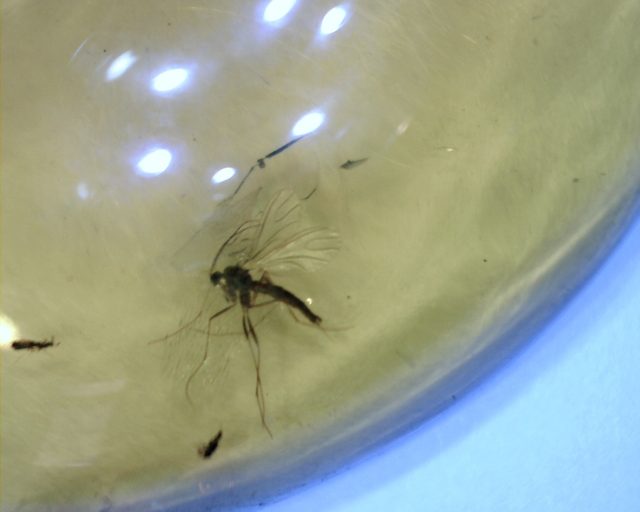 Dominican Amber Specimen with Fungus Gnat (071120f)