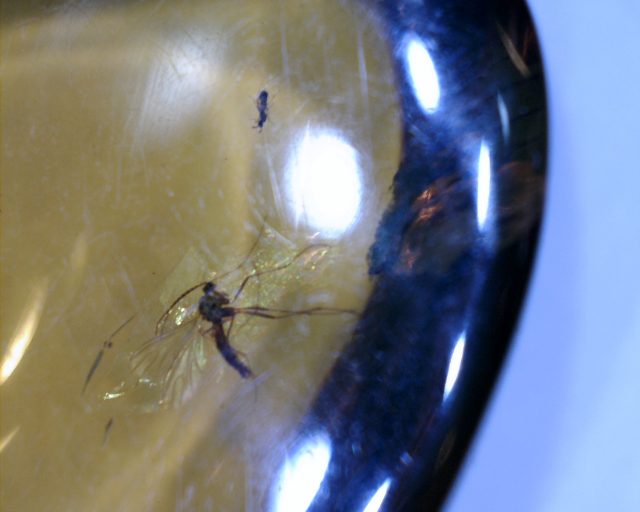 Dominican Amber Specimen with Fungus Gnat (071120f) - Image 2