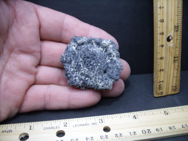 Fossil  Glyptodon Shell  Scute Plate (101921a)