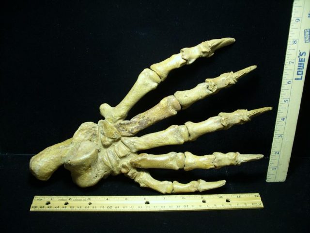Large Fossilized Cave Bear Foot (063020t)