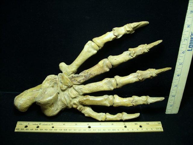 Large Fossilized Cave Bear Foot (063020t) - Image 2